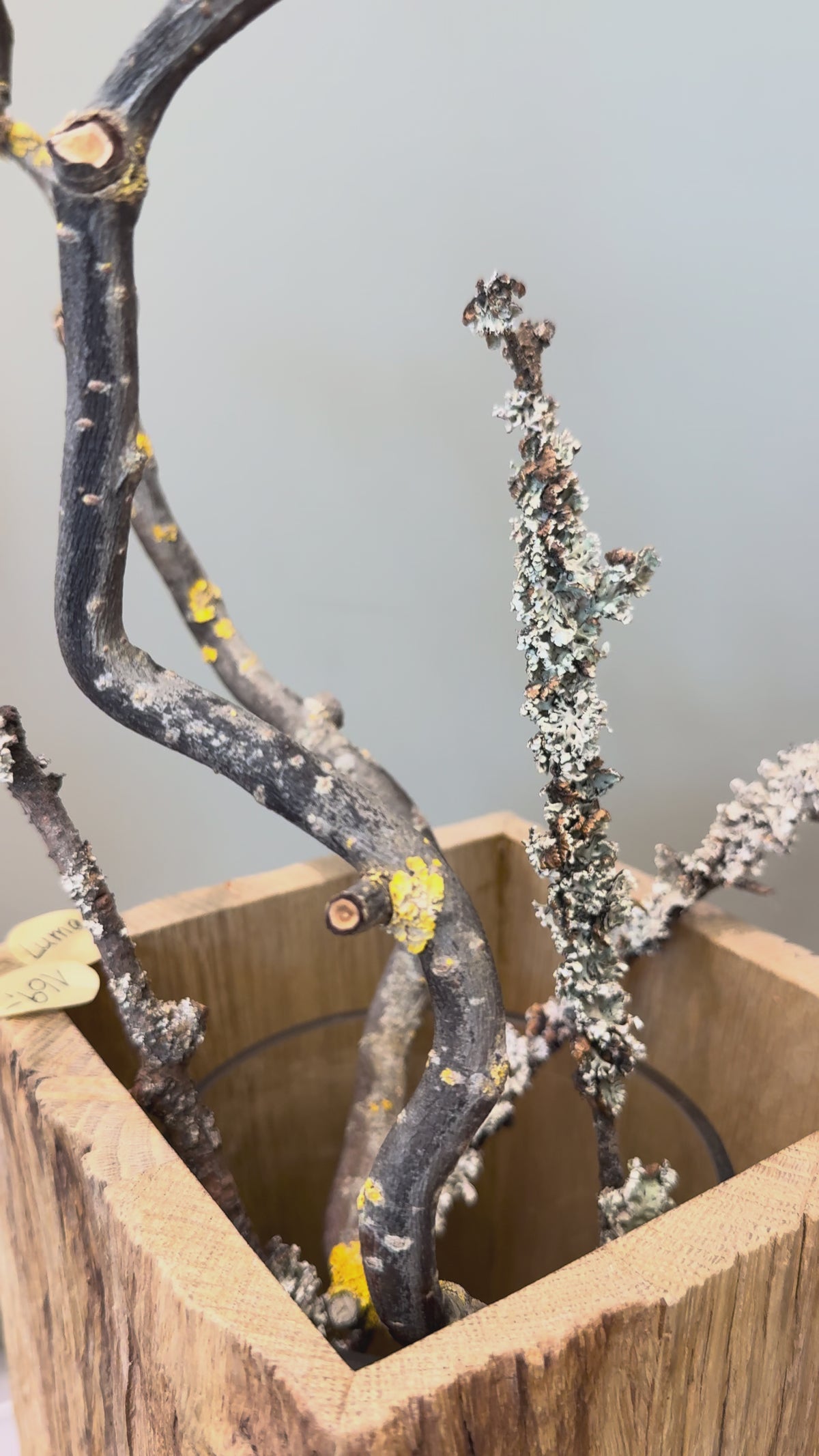 Video laden: Vase Luma 43cm - Massive Eiche aus recyceltem Bootssteg, mit Glaseinsatz